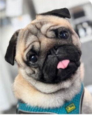 Χαρούμενος σκύλος pug