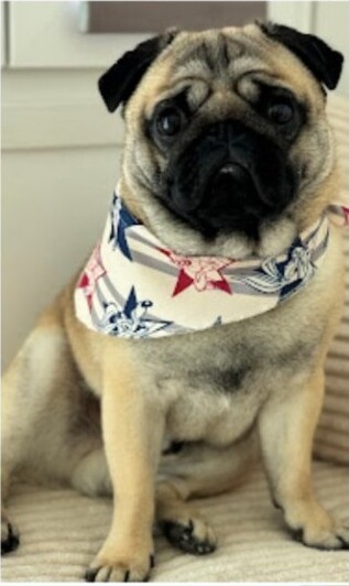 Σκύλος pug
